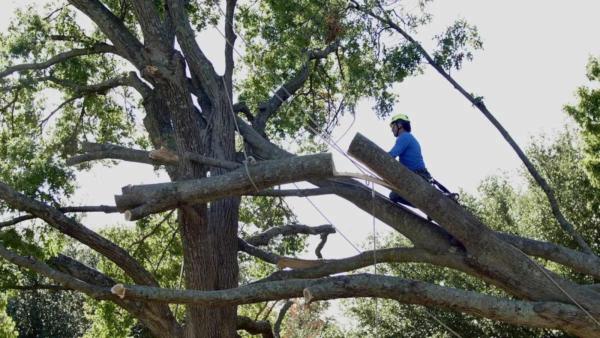 Professional Crown Thinning performed by certified arborists in Meadowbrook