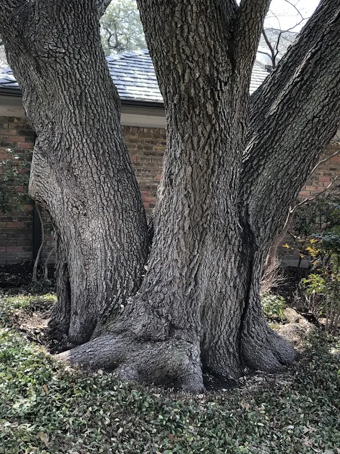 Mature heritage tree close to a Meadowbrook property cared for by certified arborists